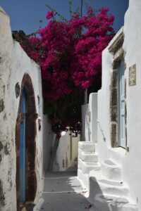 a tree with purple flowers growing on it