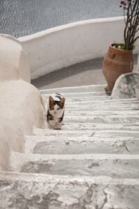 calico cat on stair near plant