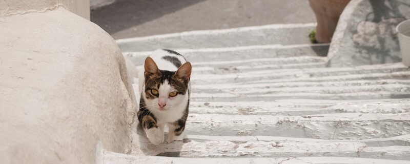 calico cat on stair near plant