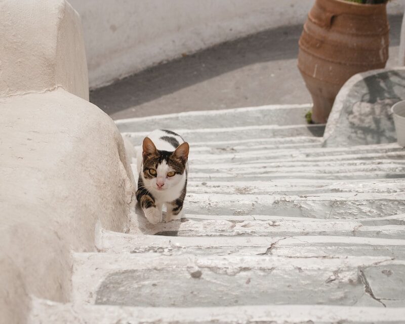 calico cat on stair near plant